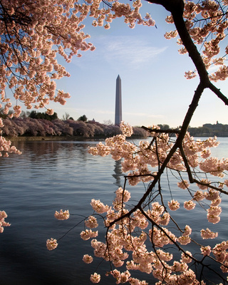 Cherry Blossoms with Washington Monument