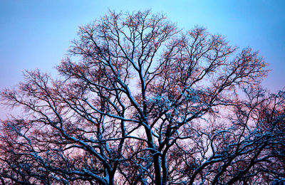 Tree with Ice, Washington, D.C.