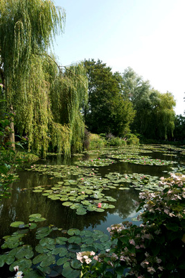Giverny Weeping Willows 1