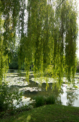 Giverny Weeping Willows 2