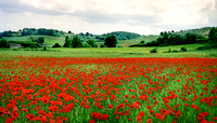 Field of Poppies #1, Tuscany