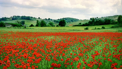 Field of Poppies #1, Tuscany