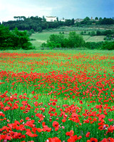 Field with Poppies #2, Tuscany