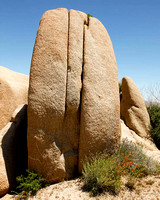 Elephant Rock, Joshua Tree