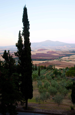 Pienza Landscape with Cypress