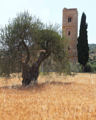Sant'Antimo Tower with Olive & Cypress Trees #1