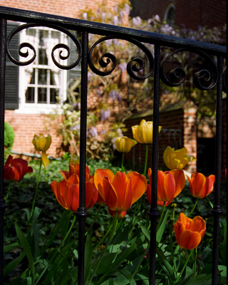 Tulips, Georgetown