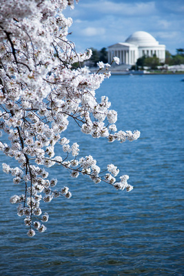 Cherry Blossoms and Jefferson Memorial #3