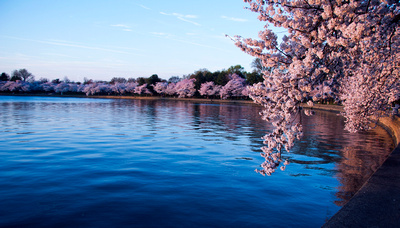 Cherry Blossoms and Tidal Basin