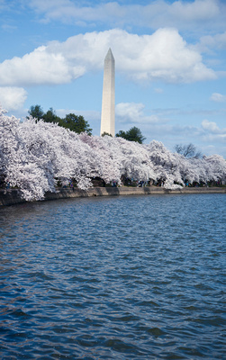 Washington Monument and Cherry Blossoms #1