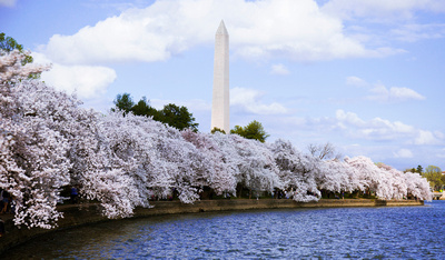 Washington Monument and Cherry Blossoms #2