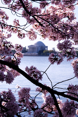 Cherry Blossoms and Jefferson Memorial #4