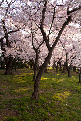 Cherry Blossoms #3