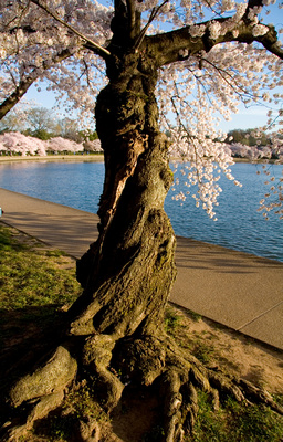 Cherry Blossoms at Tidal Basin, Still Willing to Live